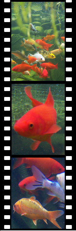 Fimstreifen mit Fischen